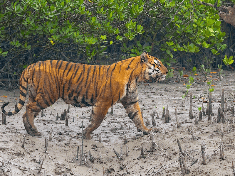 The Royal Bengal Tiger of the Sundarbans