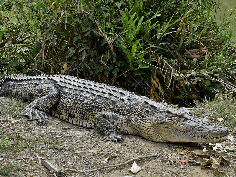 Saltwater Crocodiles and Estuarine Reptiles