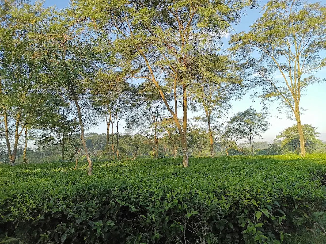 Chandpur–Belgaon Tea Estate