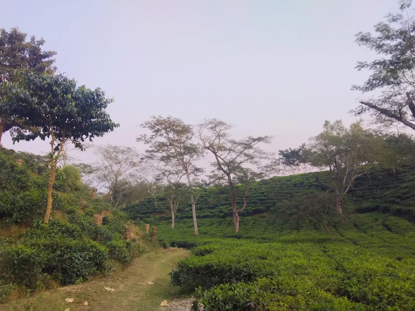 Udalia Tea Garden