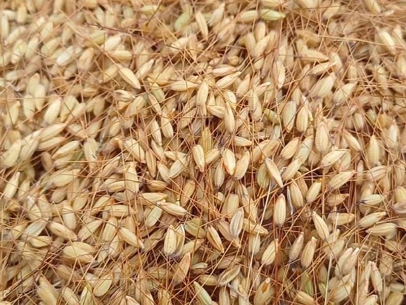 Kishoreganj Rata Boro Paddy