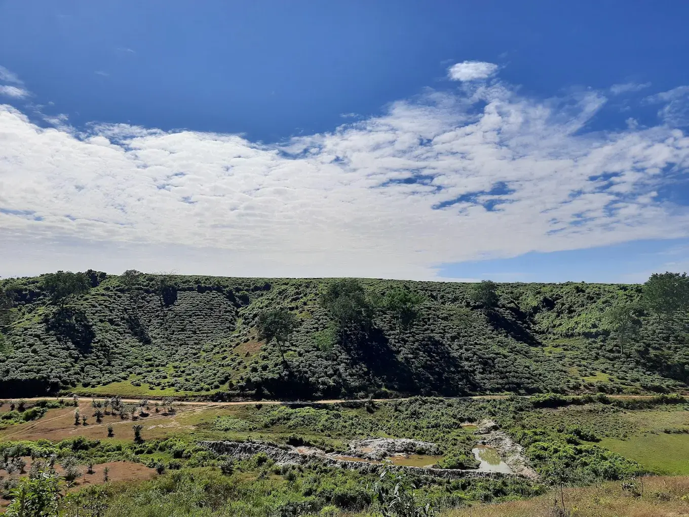Kodala Tea Garden