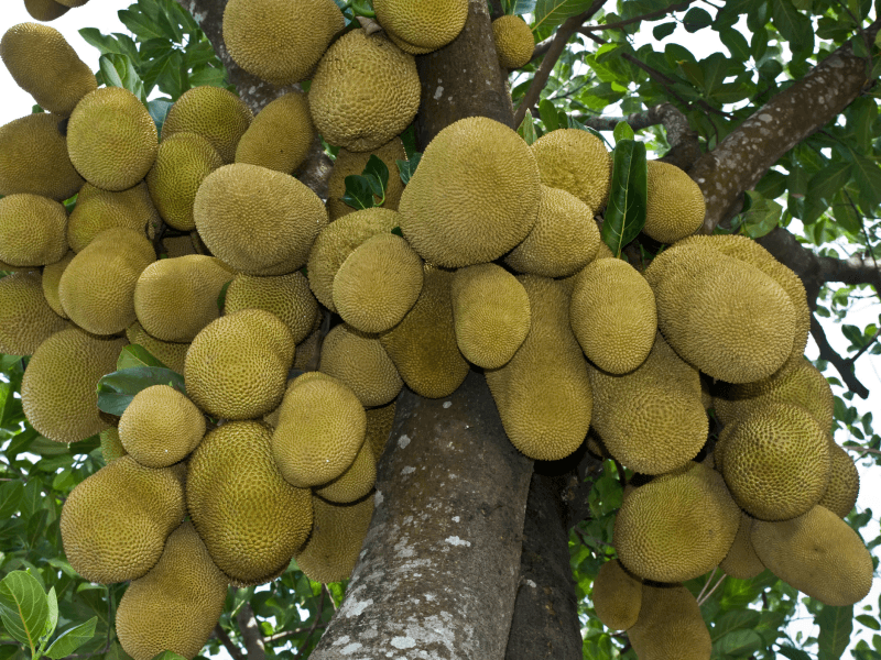 Jackfruit from Narsingdi