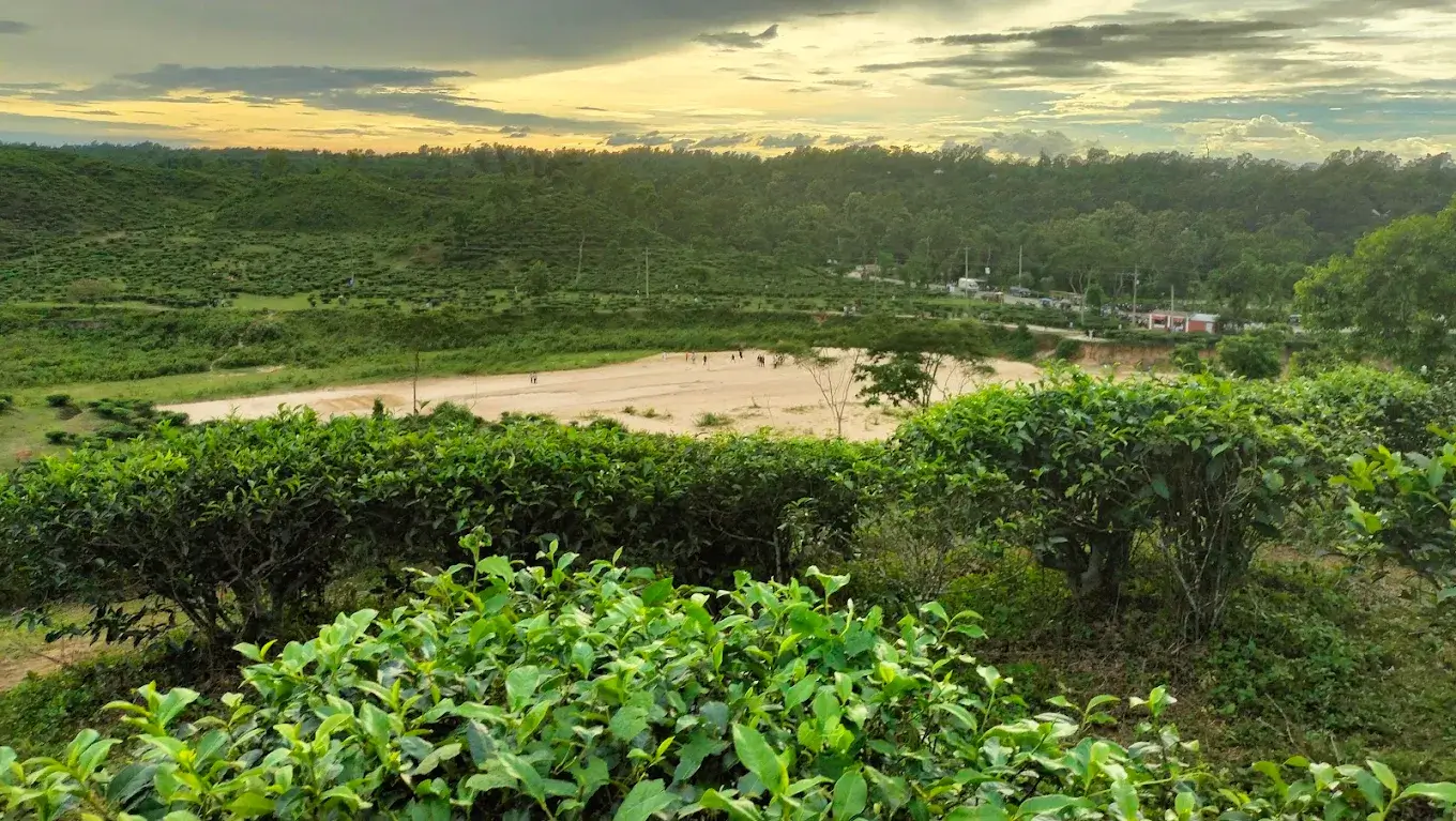 Chunarughat Tea-Garden Landscape