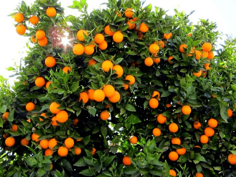 Oranges in Jaintapur