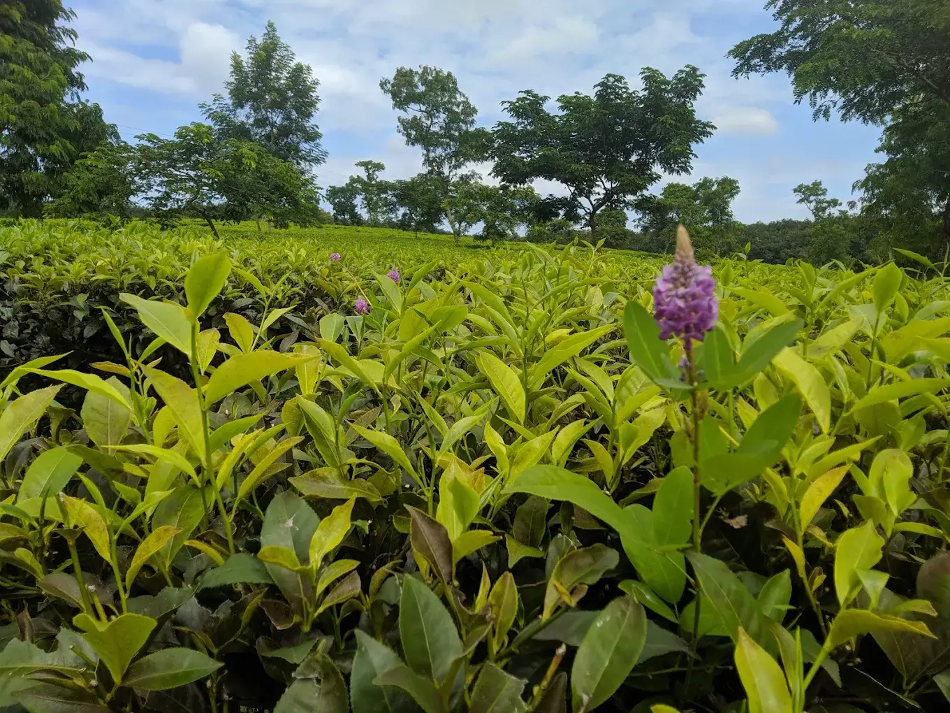 Satgaon Tea Estate