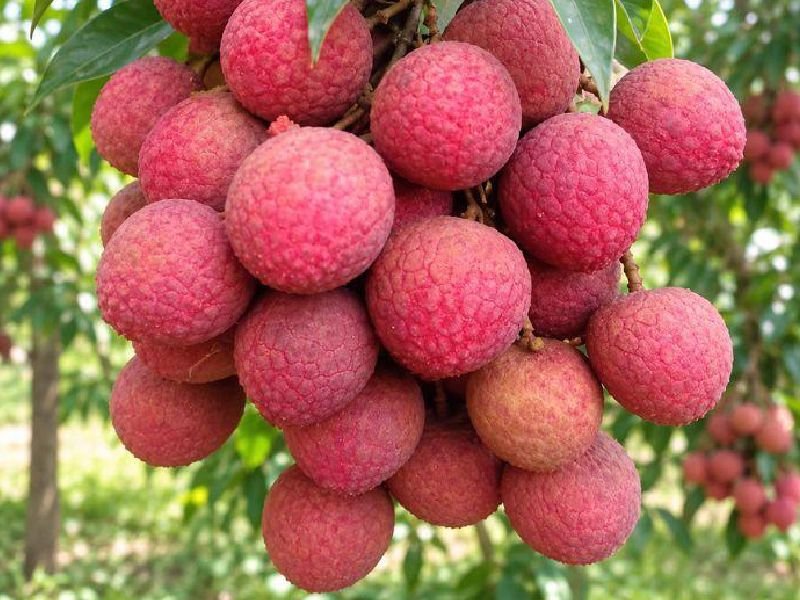 Dinajpur Bedana Litchi