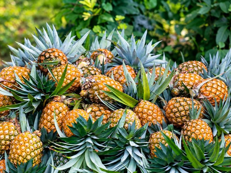 Madhupur Pineapple