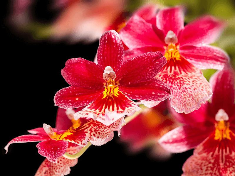 Rare Tropical Orchids of Northeastern Forests