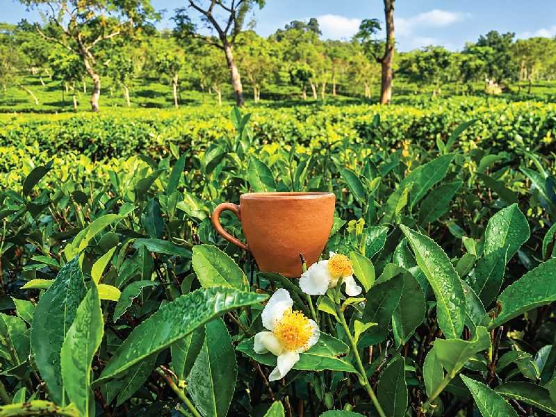 Tea Tasting and Cycling in Sreemangal