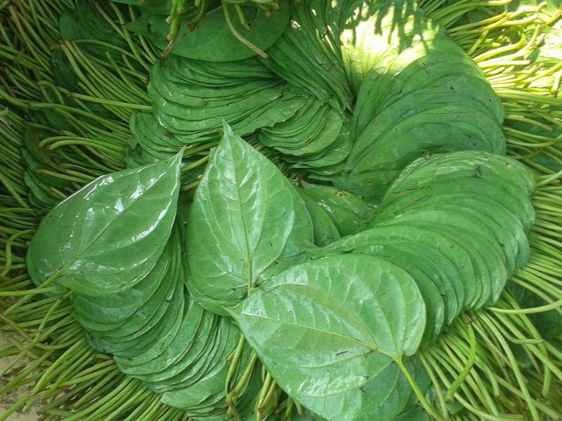 Betel Leaf Garden Cultivation