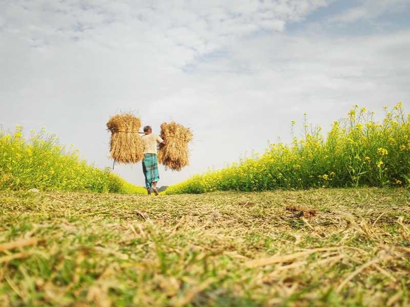 Blooming Mustard Fields Exploration