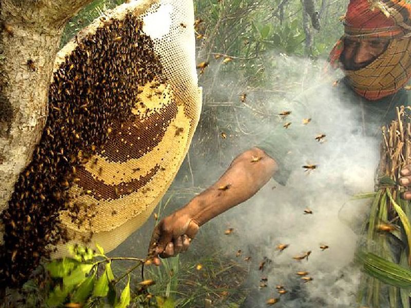 Sundarban Honey