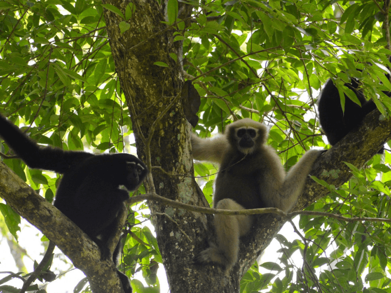 Hoolock Gibbons: Bangladesh's Only Ape Species