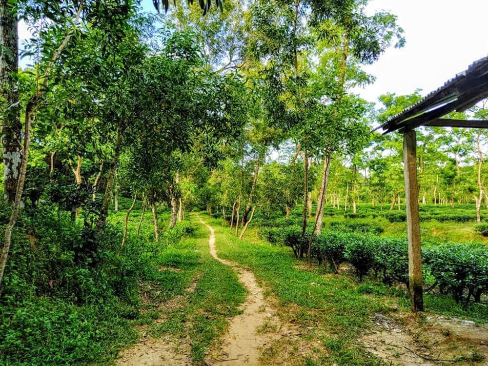 Malnicherra Tea Estate (Sylhet)