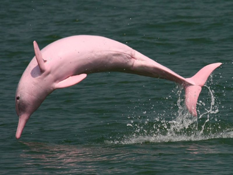 Ganges River Dolphins and Delta Aquatic Life