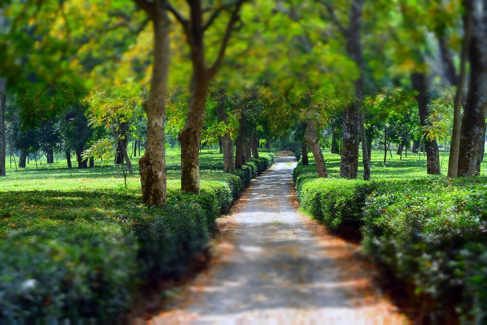 Tarapur Tea Estate
