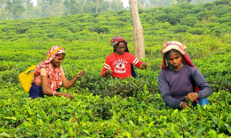 Tea Plucking and Estate Life