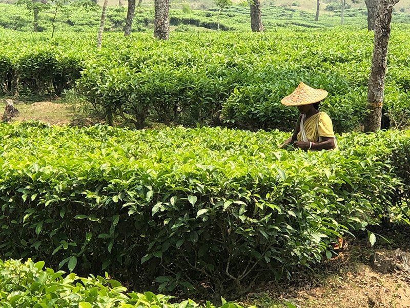 Finlay Tea Estate