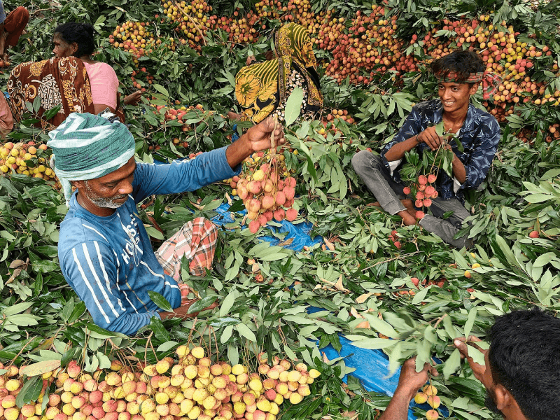 Lychees of Dinajpur