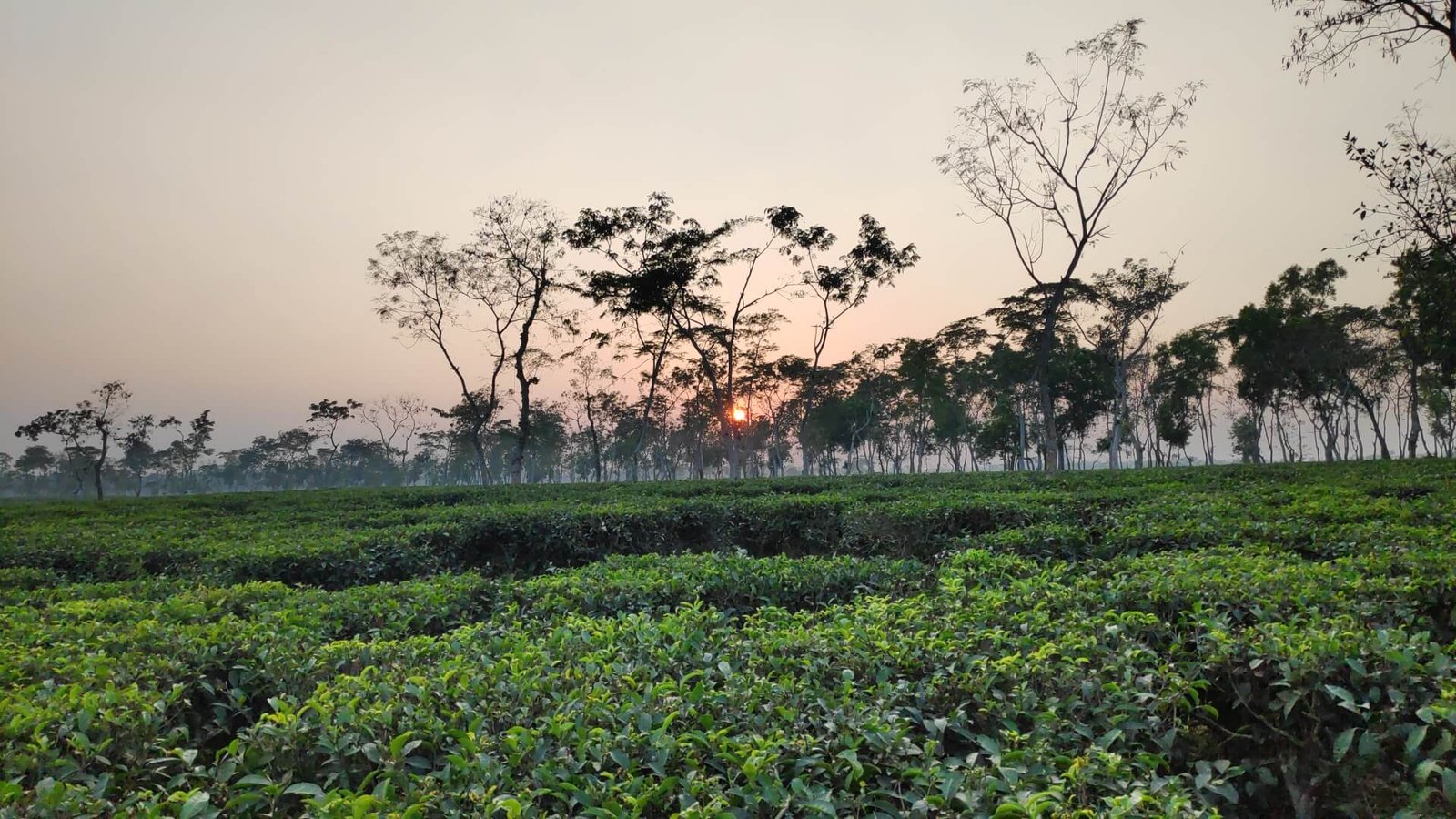Madhabpur Tea Estate