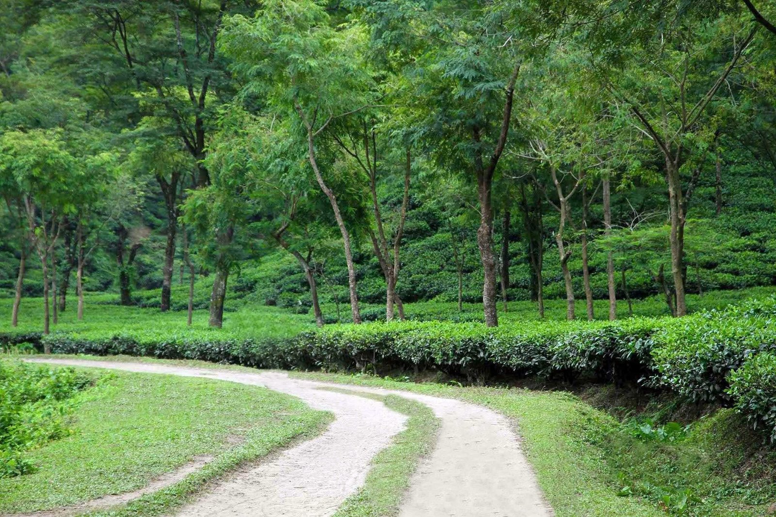 Lakkatura Tea Estate