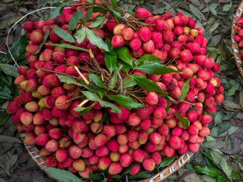 Magura Hazrapuri Litchi