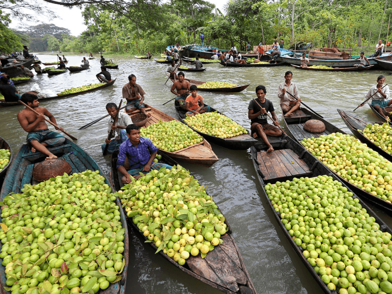 Guavas of Barisal
