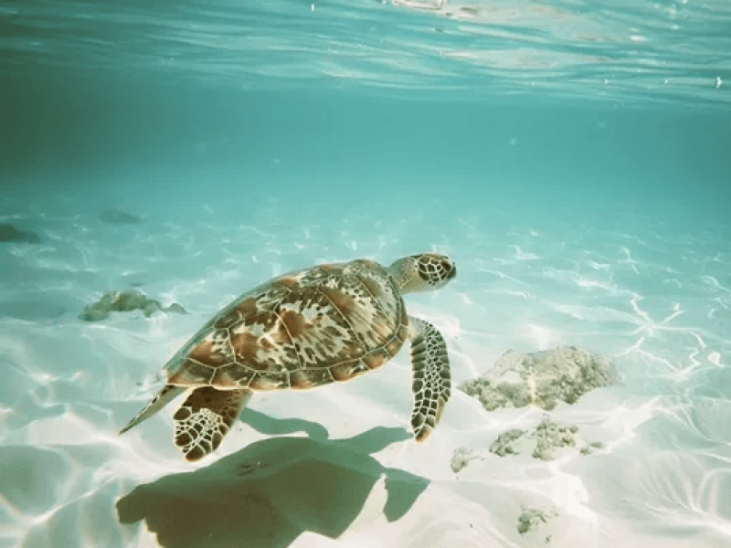 Olive Ridley Sea Turtles of St. Martin's Island