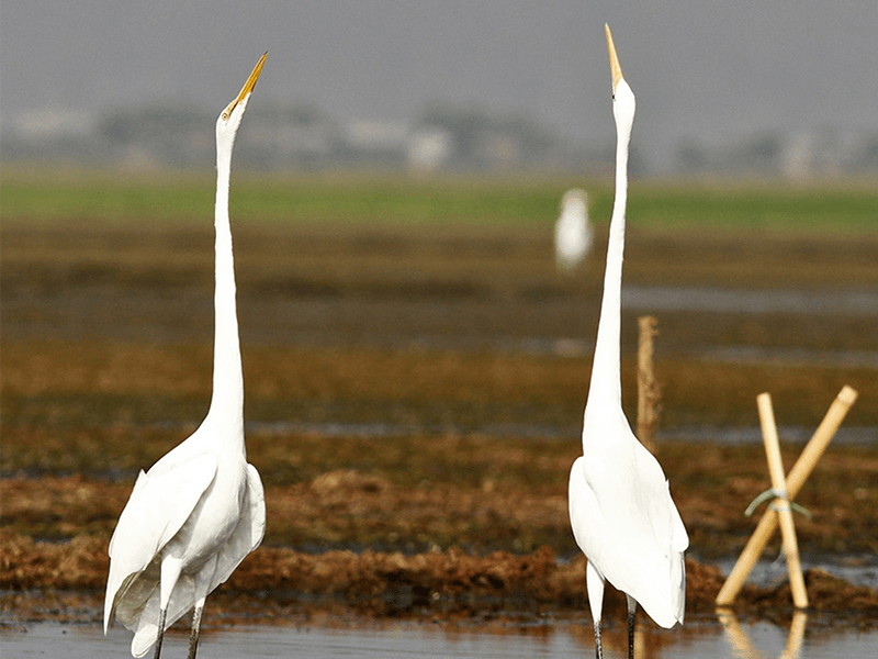 Migratory Birds of Tanguar Haor