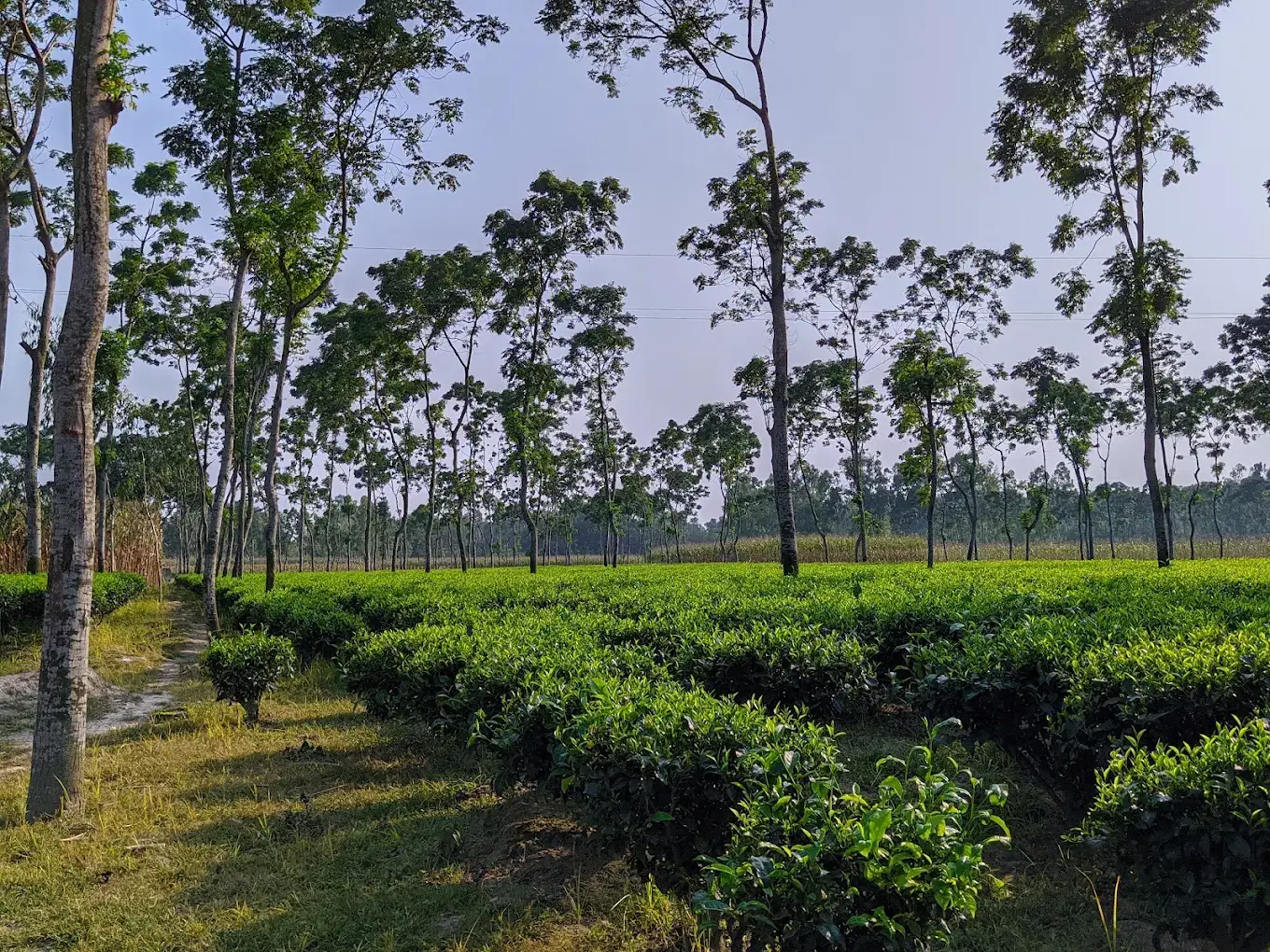 Nilphamari Smallholder Tea Gardens