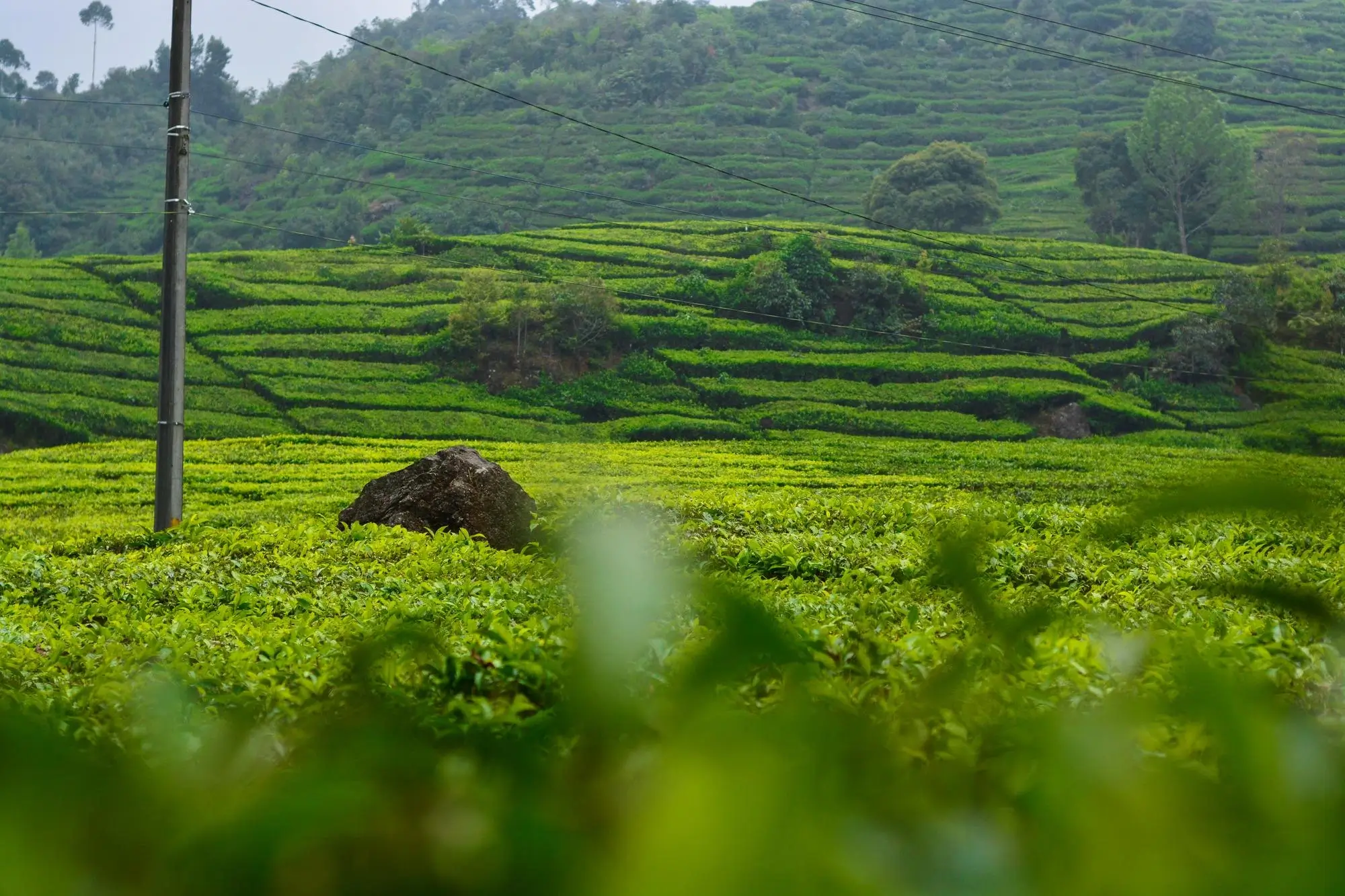 Rajkandi Tea Estate