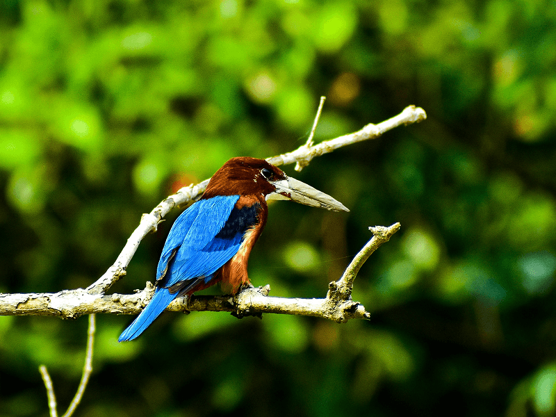 Kingfishers and Avian Diversity of Bangladesh