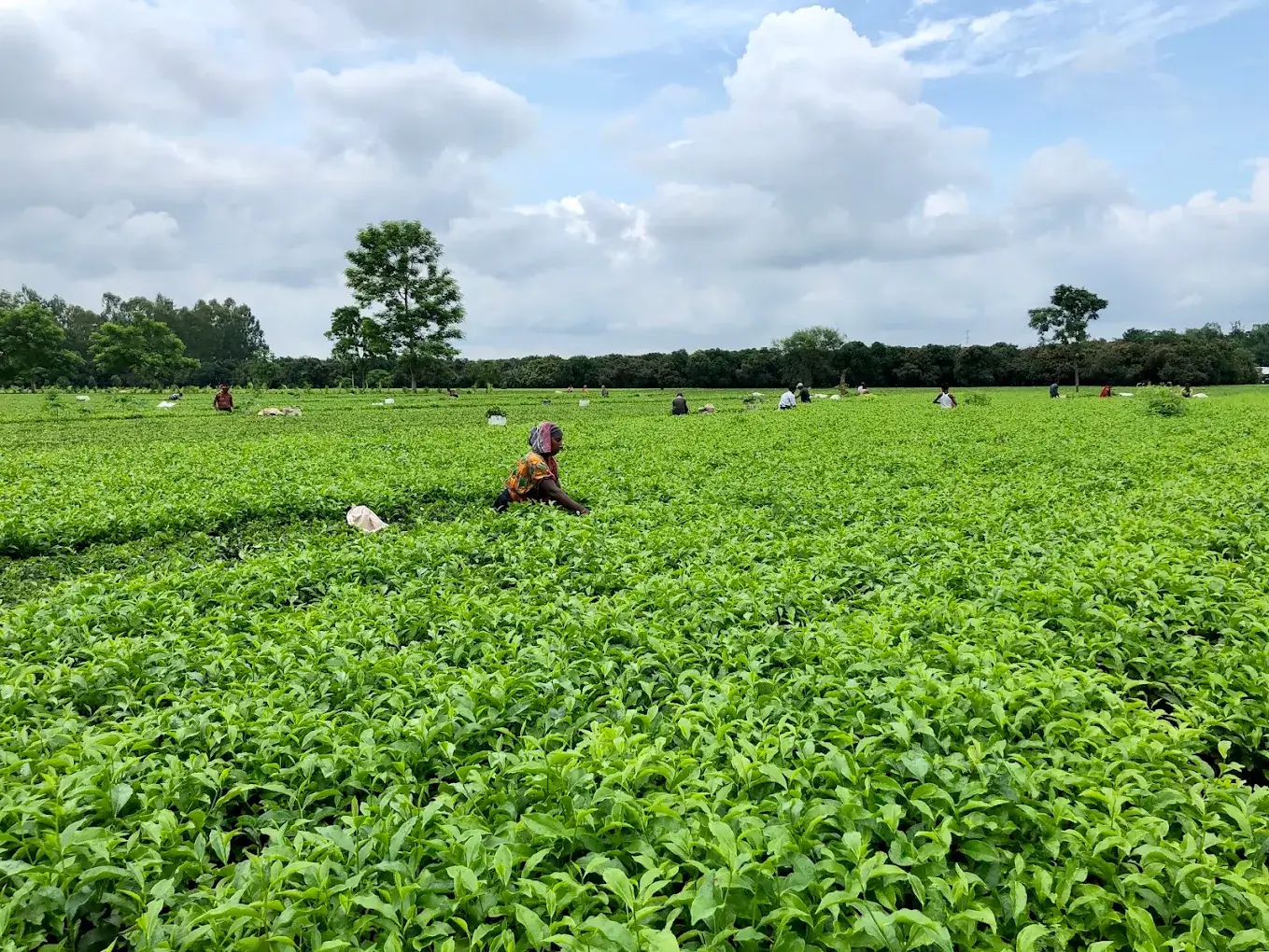 Tetulia Tea Estate