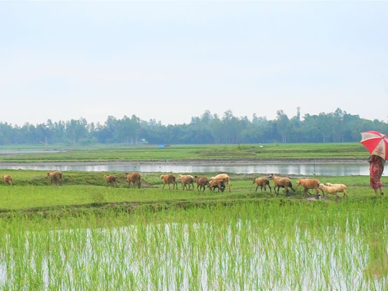 Traditional Rice Harvesting and Planting