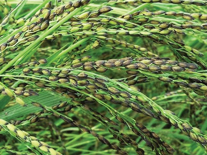 Sherpur Tulshimala Paddy