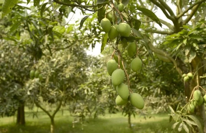 Mango Orchard Harvesting
