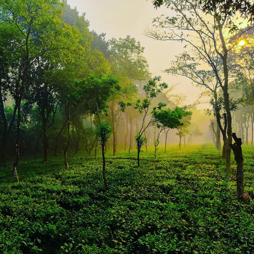 Thakurgaon Tea Estate
