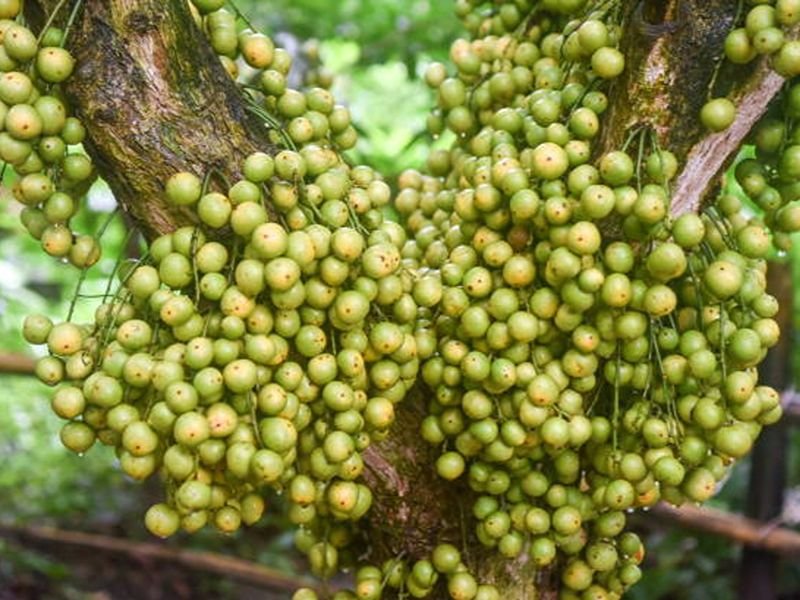 Narsingdi Lotkon