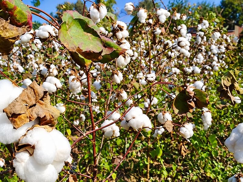 Dhakai Phuti Karpas Cotton Seed & Tree