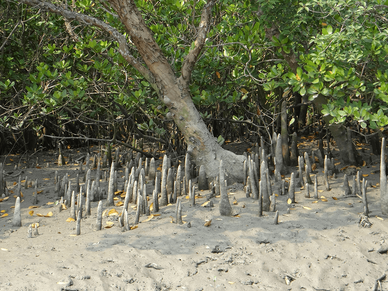 The Sundari Tree: Lifeblood of the Delta