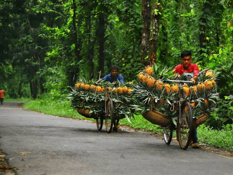 Pineapples of Madhupur