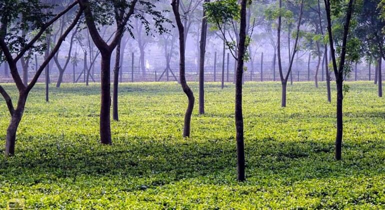Shalbahan Flatland Tea Gardens