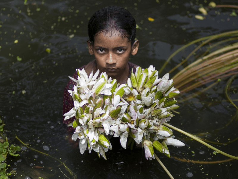 White Water Lily and Wetland Flora
