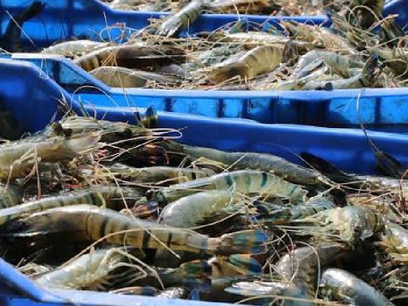 Bangladesh Bagda Shrimp