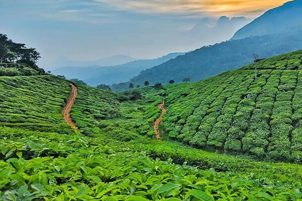 Balisera Tea Estate and Valley