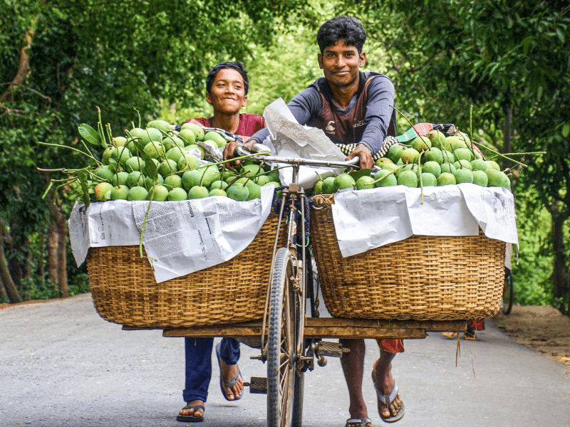 Mangoes of Rajshahi