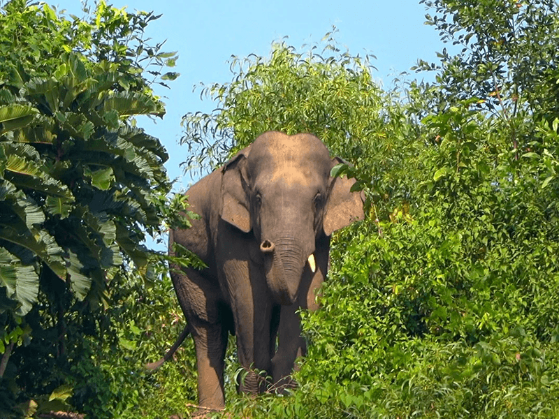 Asian Elephants of the Chittagong Hill Tracts
