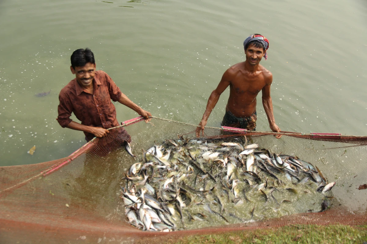 Traditional Pond Fishing and Aquaculture