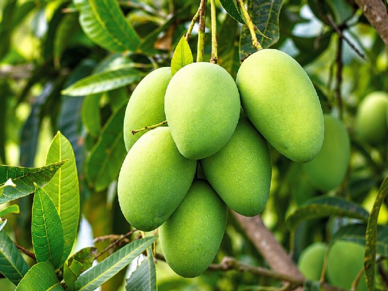 Rajshahi-Chapainawabganj Fazli Mango